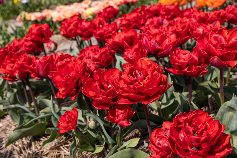 Tulipan 'Red Princess'